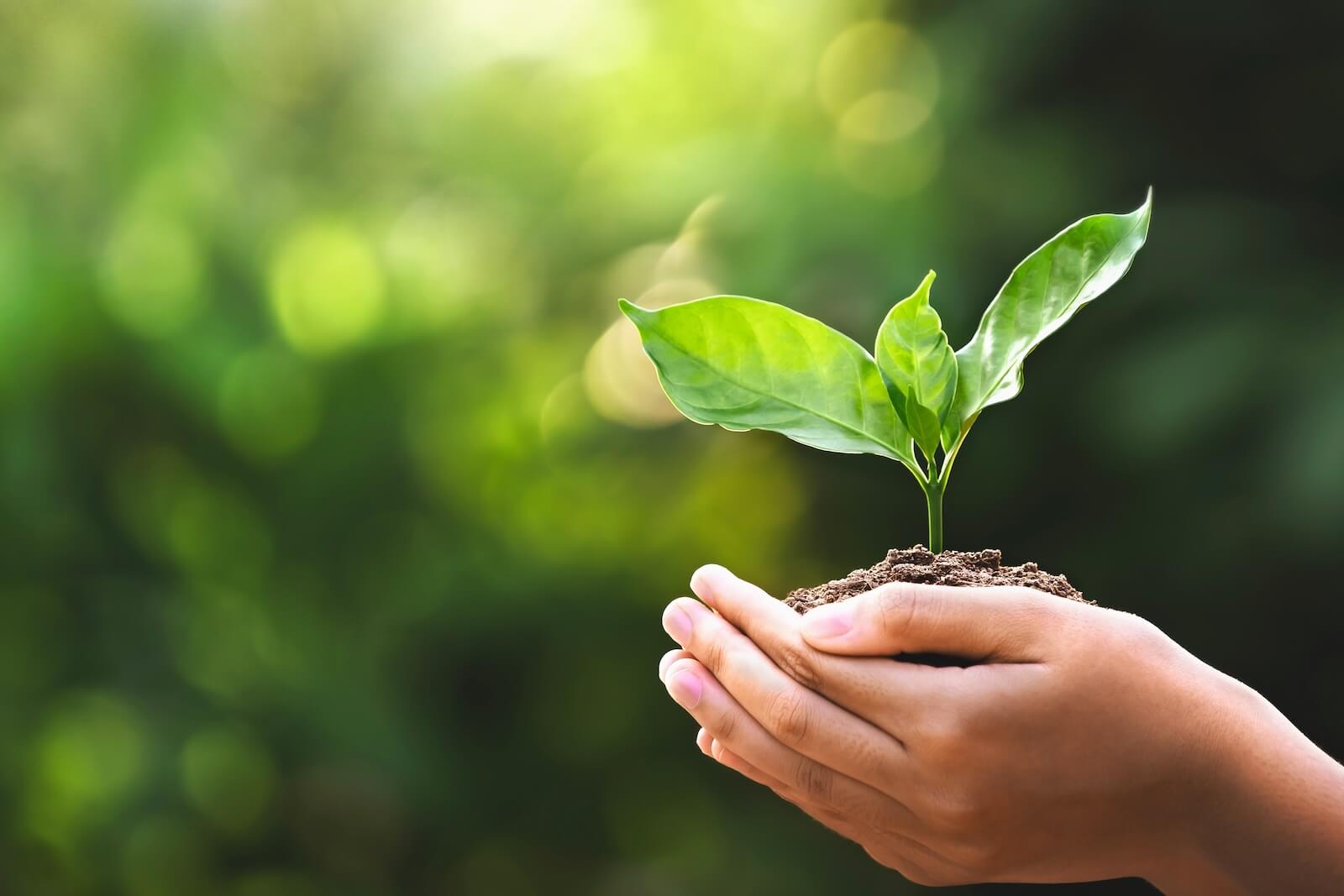 Eco-friendly Dentistry in Folsom, CA